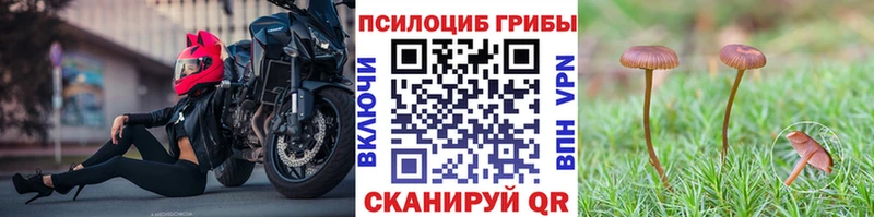 закладка Миллерово Псилоцибиновые грибы Psilocybe